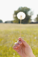 Person's hand holding a dandelion