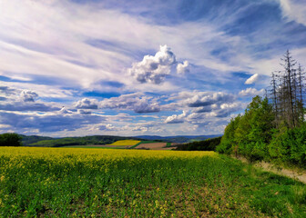 Fototapeta na wymiar landscape with yellow flowers, fields and blue sky