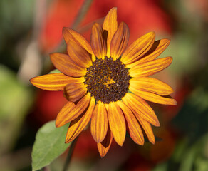 Dark Orange miniature sunflowers