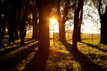 Sunlight passing through trees