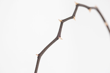 Purple and White Orchid Plant