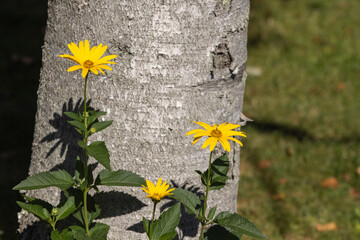 Yellow flowers with Birch tree in background