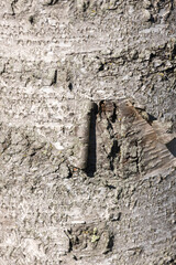 Birch bark for background