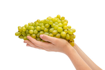 Woman's hands holds bunch of grapes. Isolated on white background.