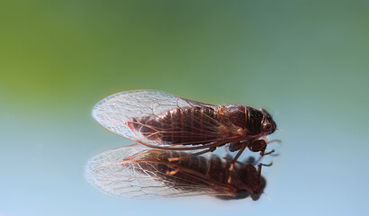 Macro of a cicada