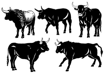 Vector set of oxen isolated, illustration for typography and logo