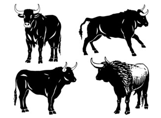 Vector set of oxen isolated, illustration for typography and logo