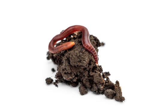 Red earthworm on heap of soil. Isolated on white.