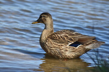 beautiful duck swims on the lake