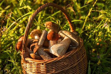 Freshly harvested edible porcini mushrooms in wicker basket in forest in sunlight closeup