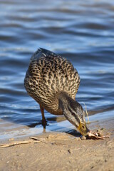 duck feeds on the river bank