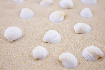 There are many small white shells on the white sand. Macro photography of a marine theme. The beach is somewhere near the sea or ocean. Sunny day. Vacation or weekend.