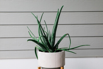 a large healthy aloe plant outdoors in a large white pot