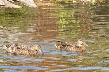 Mallard Duck swimming