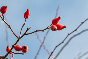 rosehip, Rosa cannina, autumn fruits, rose hips
