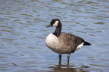 Obraz premium Canada Goose in Pond