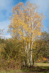 silver birch, Betula pendula, autumn leaf color