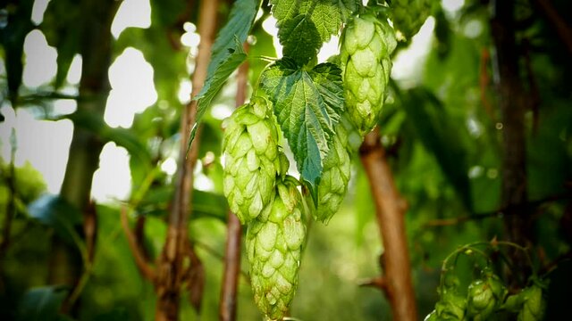 Green cones of hops on the background of sun rays