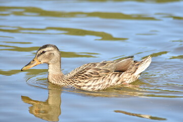 beautiful duck swims on the lake