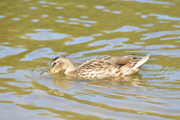 beautiful duck swims on the lake