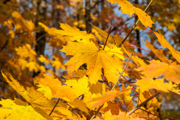 Autumn colored leaves, maple moss, Acer platanoides, on a sunny day