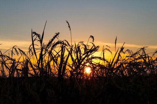 Paseando por los arrozales de Solla (Valencia-Espa&ntilde;a)
