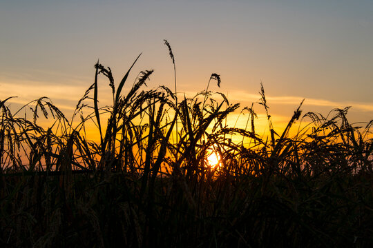 Paseando por los arrozales de Solla (Valencia-Espa&ntilde;a)