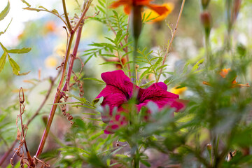 Blossom different flowers in small city garden