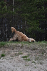 Naklejka premium Dog Cocker Spaniel walks in the woods