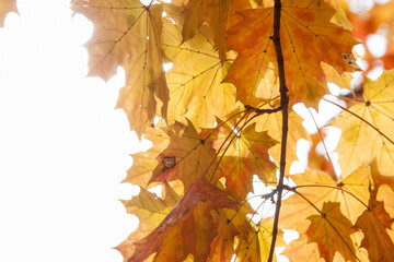 Autumn colored leaves, maple moss, Acer platanoides, on a sunny day