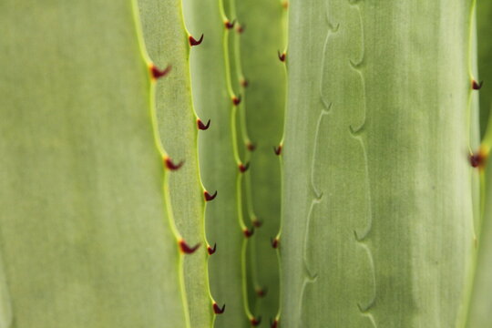 Espinas y agave 2