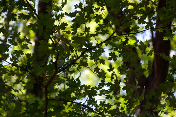 light through the trees