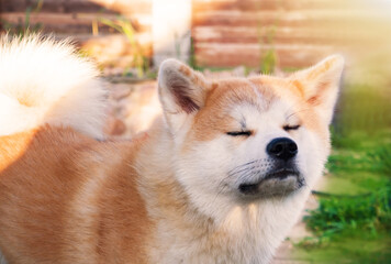 Akita Inu dog on a walk outside the city. Soft light.