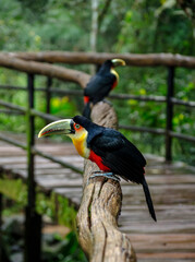Dos tucanes enl abaranda de una pasarela de Fox do Iguazú