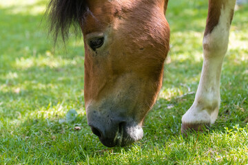 Koń podczas posiłku na łące - koń je trawę - posiłek konia