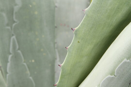 Espinas y agave 7