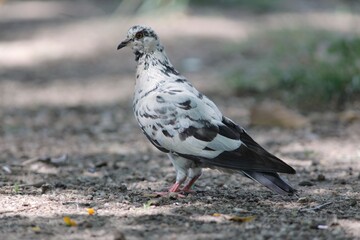 Pomba