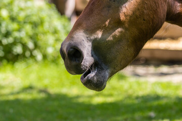 Nozdrza konia - Portret konia - nos, usta, chrapy © PeterG