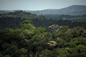 Aerial view of the rainforest canopee