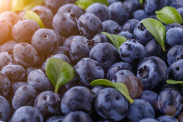 Fototapeta premium Fresh blueberry background. Blueberry Texture Close Blueberry Antioxidant Organic Superpeed Bowl Concept Healthy Nutrition