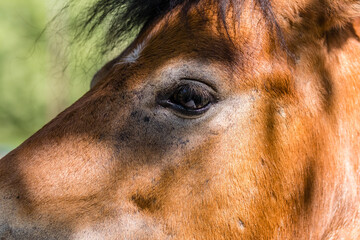 Portret konia - głowa konia - zwierzę domowe