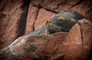 sea lion resting on a rock