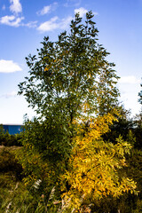 Half Green and Half Yellow Tree