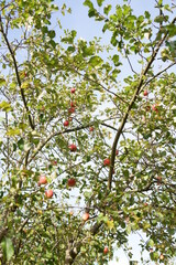 Apple Tree
