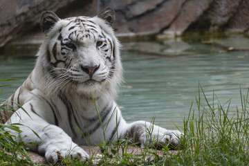White tiger on the banks of a waterhole