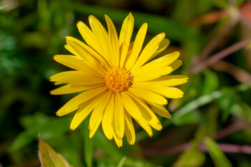 Yellow blossom