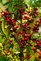 Coffee beans on a plant