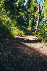 A forest trail on a sunny day is a great time for hiking - health trail