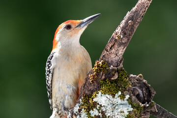 Profile of Curious Red-Bellied Woodpecker in the Tree Branches