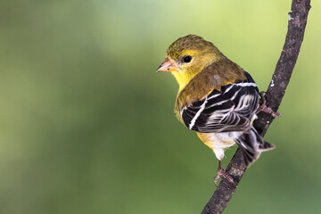 American Goldfinch Perched on a Branch of a Tree
